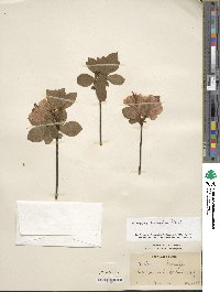 Rhododendron kaempferi image