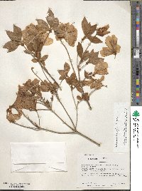 Rhododendron kaempferi image