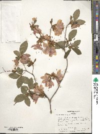 Rhododendron kaempferi image