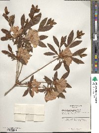 Rhododendron kaempferi image