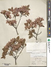 Rhododendron kaempferi image