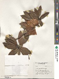 Rhododendron irroratum image