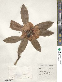 Rhododendron irroratum image