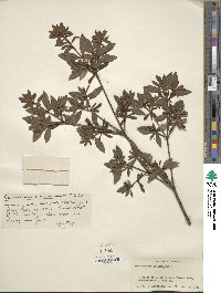 Rhododendron indicum image