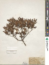 Rhododendron indicum image