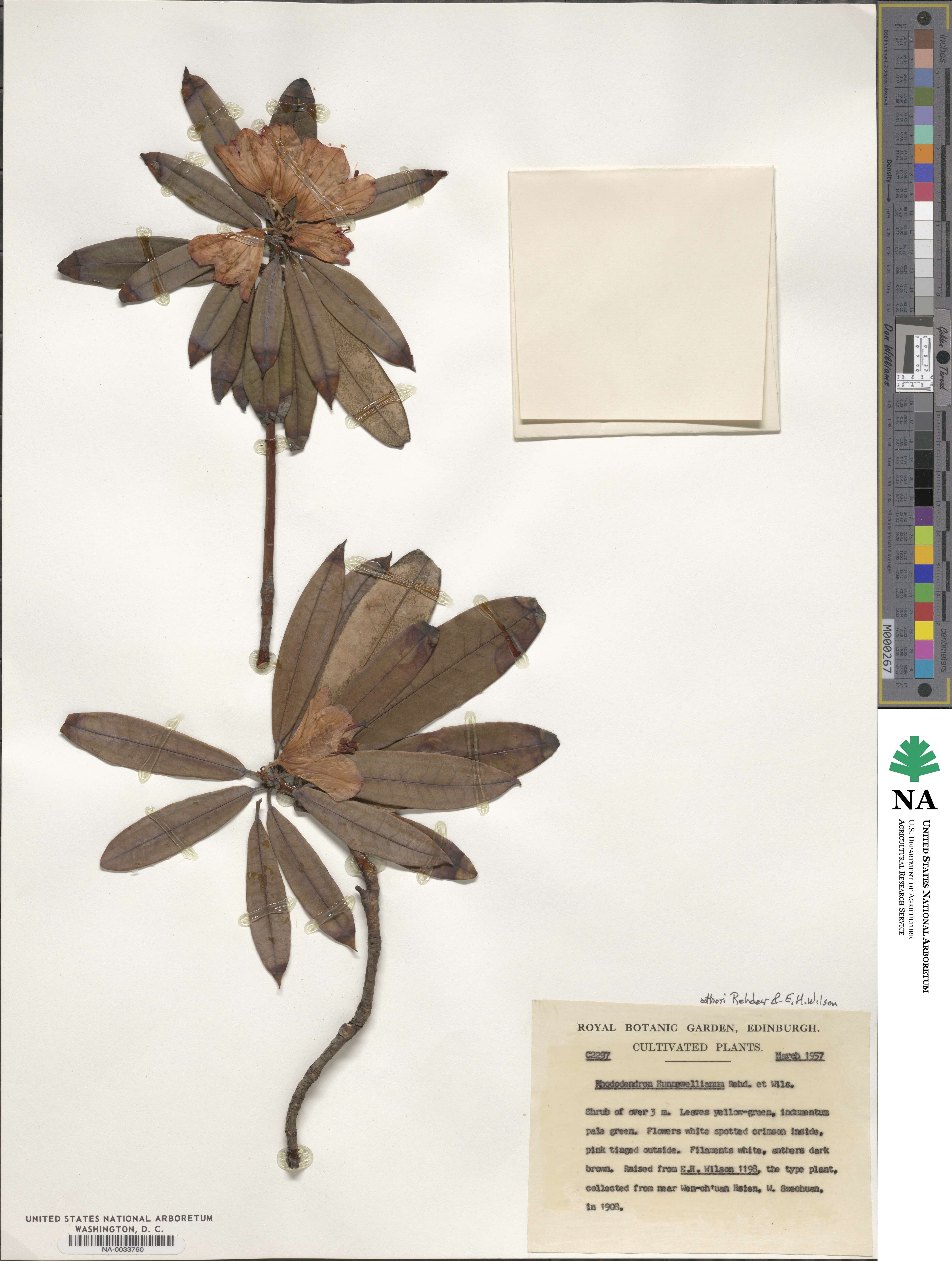 Rhododendron hunnewellianum image