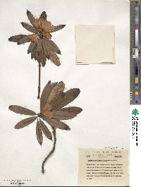 Rhododendron hunnewellianum image