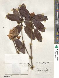 Rhododendron hirtipes image