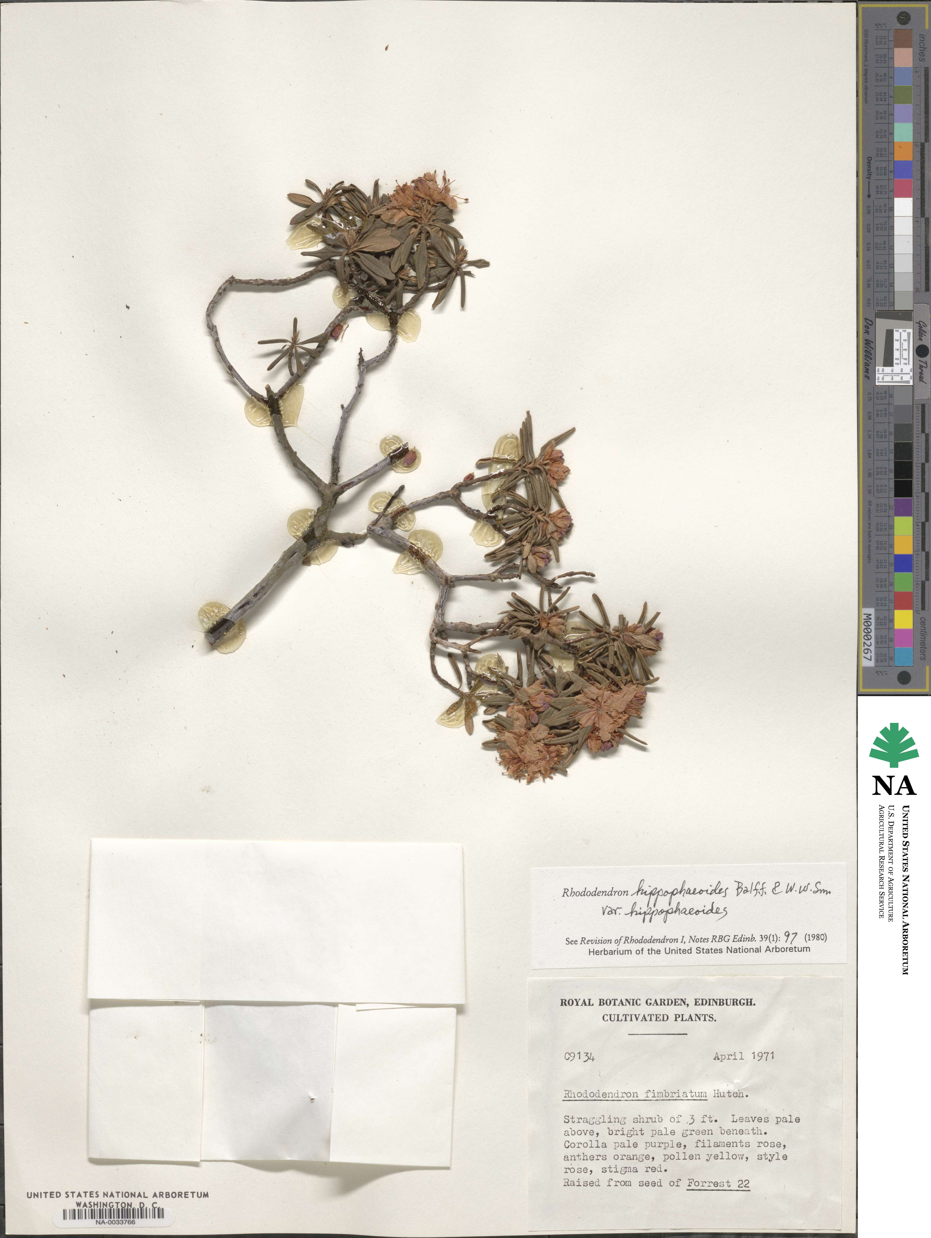 Rhododendron hippophaeoides image