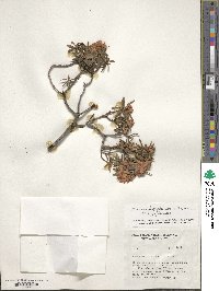 Rhododendron hippophaeoides image