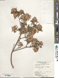 Rhododendron hippophaeoides image