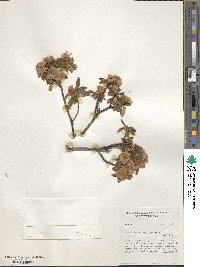 Rhododendron hippophaeoides image