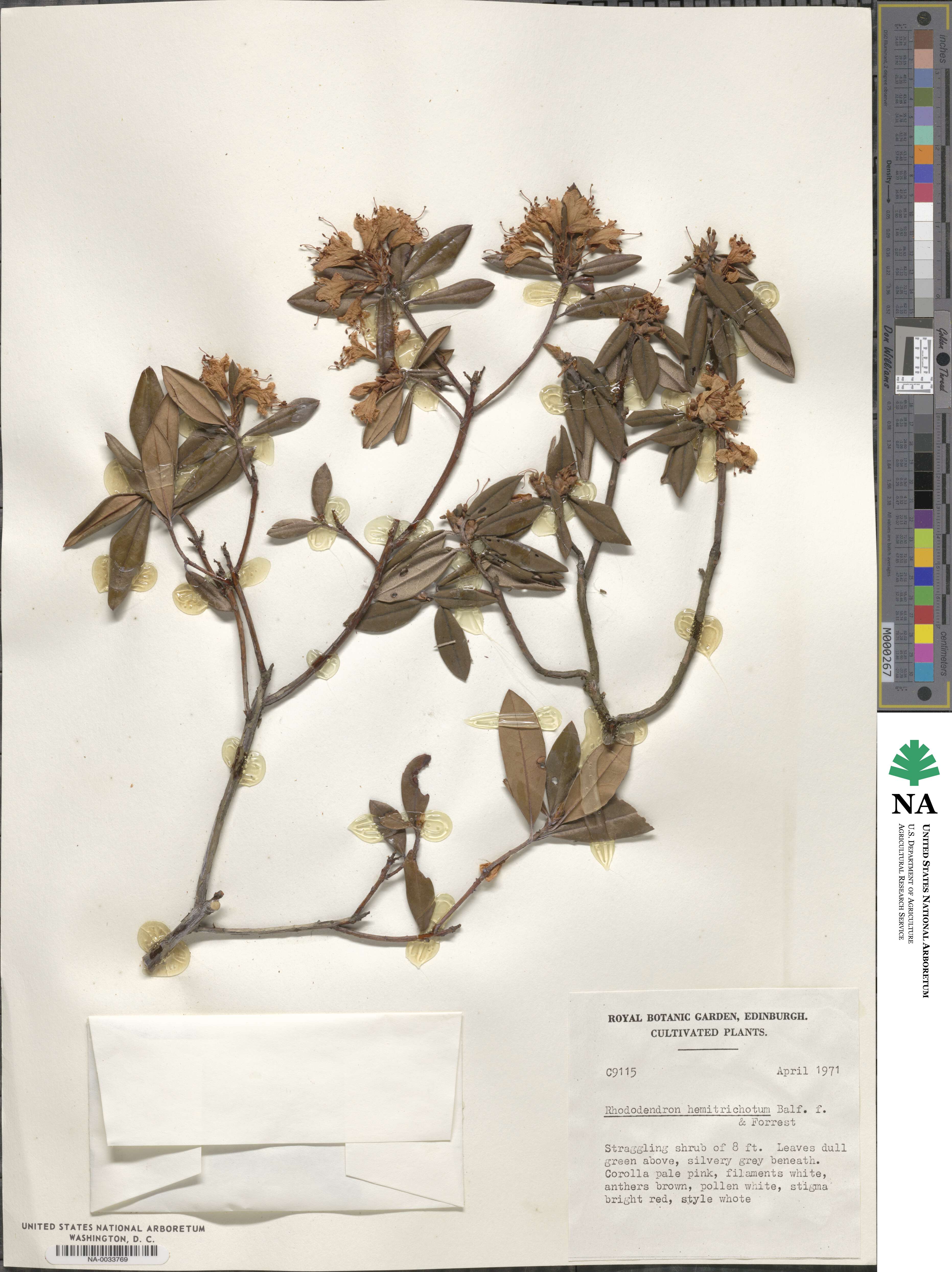 Rhododendron hemitrichotum image