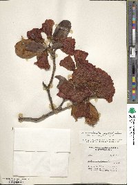 Rhododendron haematodes subsp. chaetomallum image