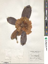 Rhododendron habrotrichum image