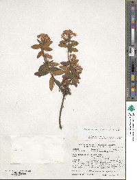 Rhododendron groenlandicum image