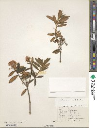 Rhododendron groenlandicum image