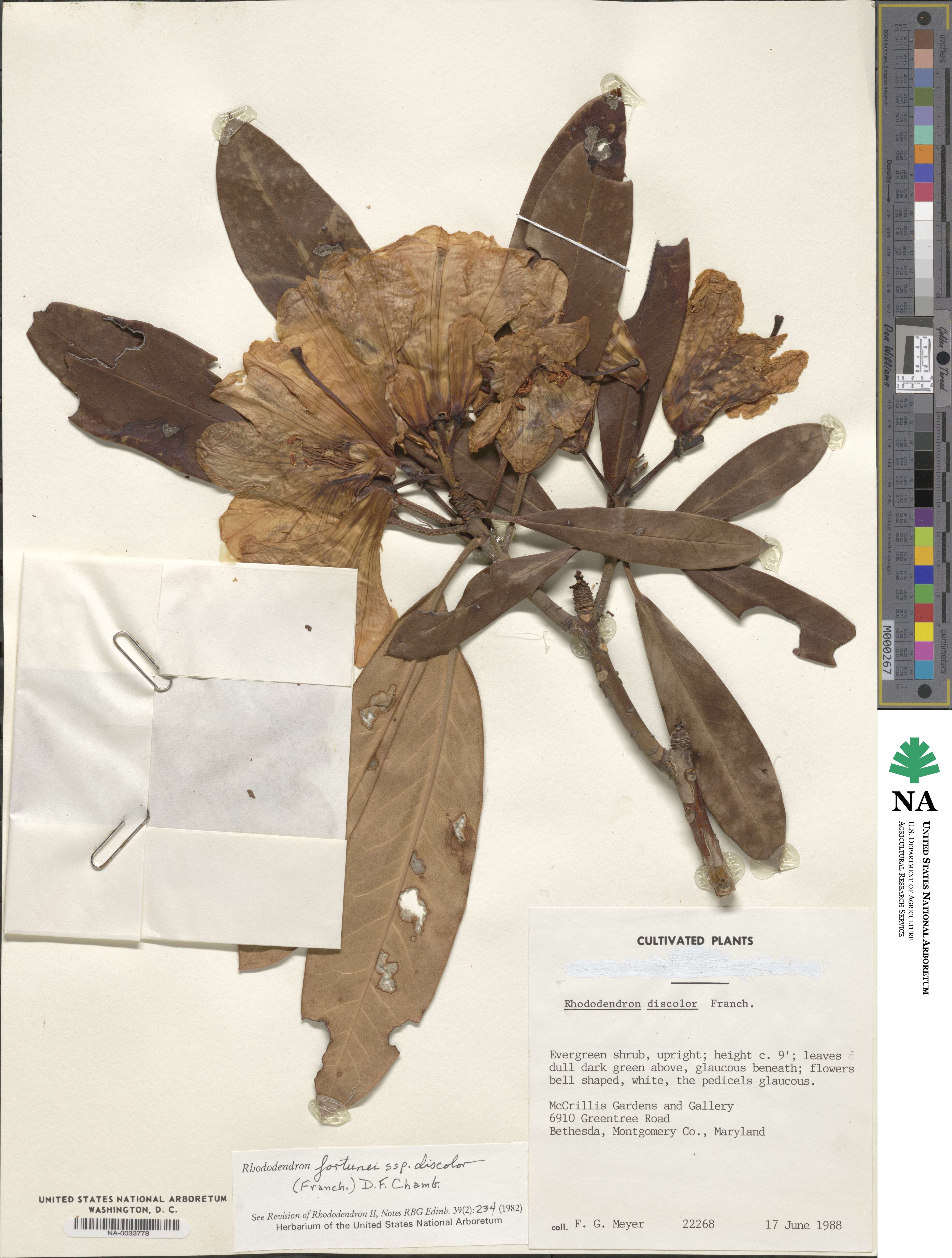 Rhododendron discolor image
