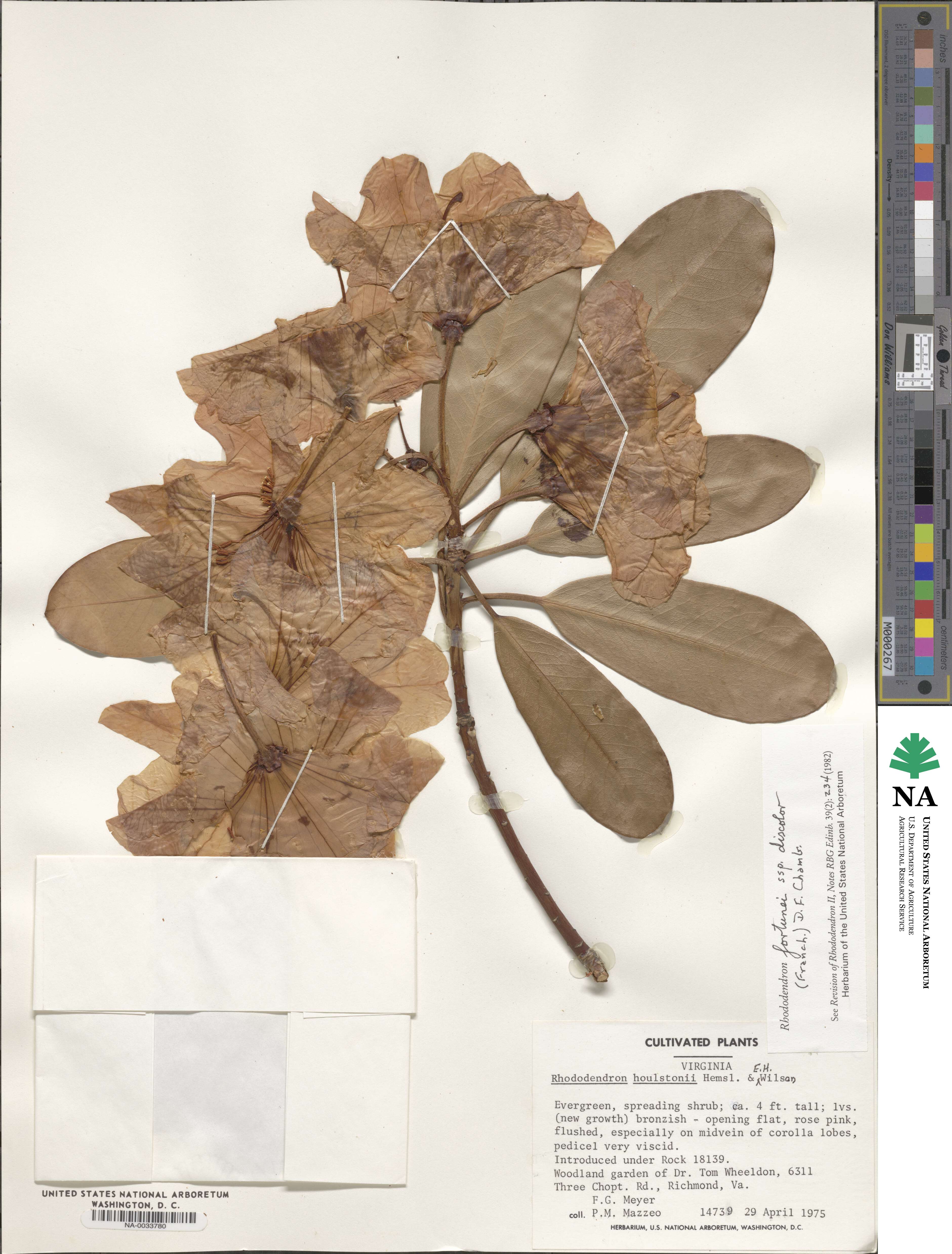 Rhododendron discolor image