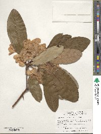 Rhododendron fortunei image