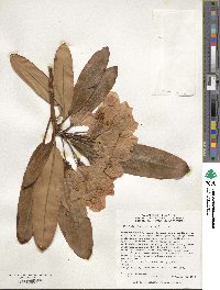 Rhododendron fortunei image