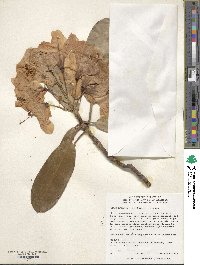 Rhododendron fortunei image