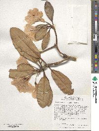 Rhododendron fortunei image