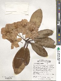 Rhododendron fortunei image