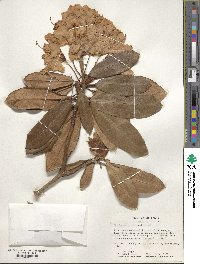 Rhododendron fortunei image