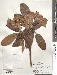 Rhododendron fortunei image