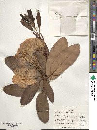 Rhododendron fortunei image