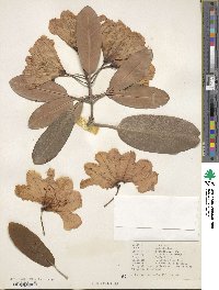 Rhododendron fortunei image