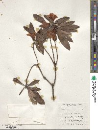 Rhododendron floccigerum image