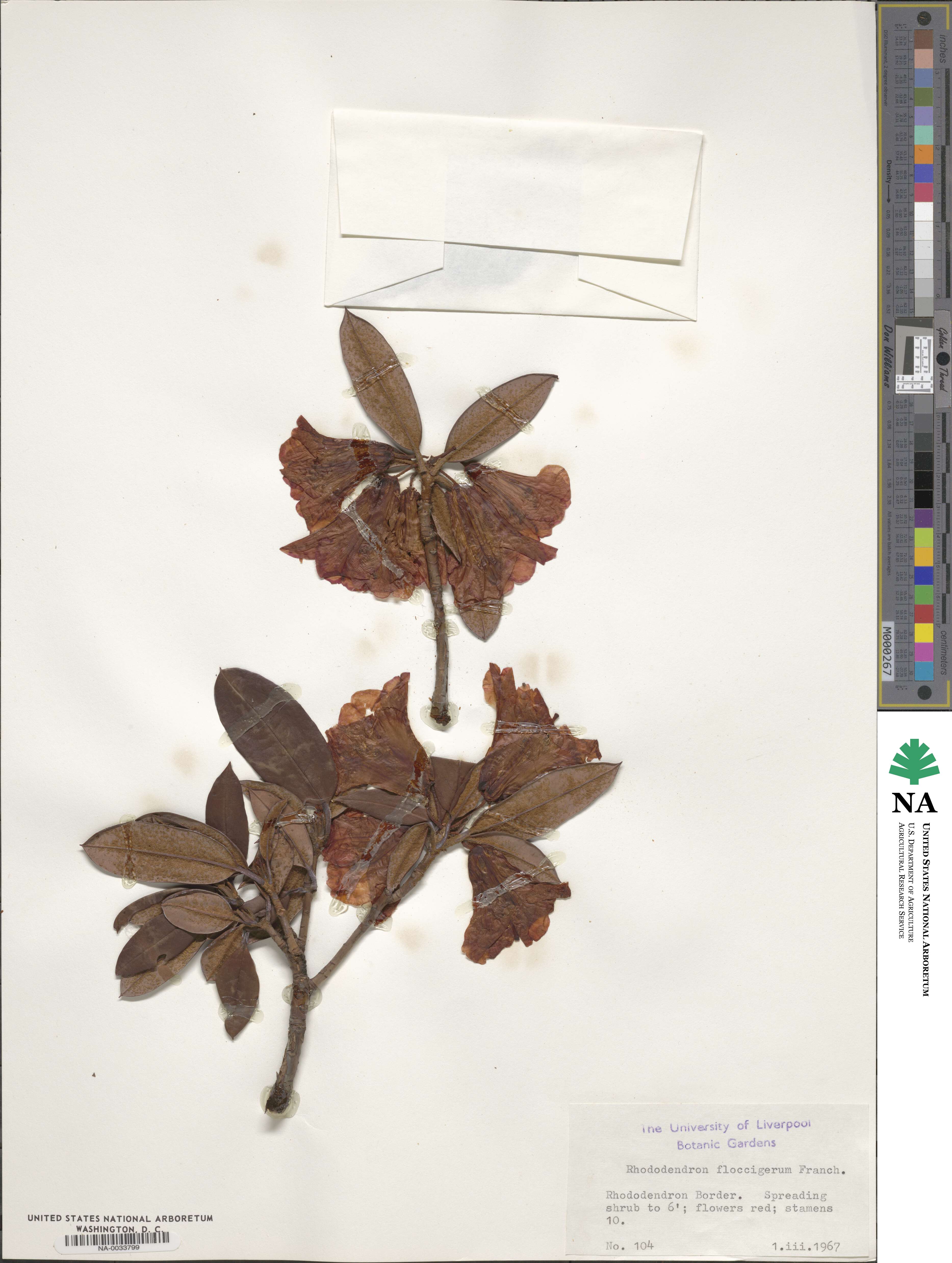 Rhododendron floccigerum image