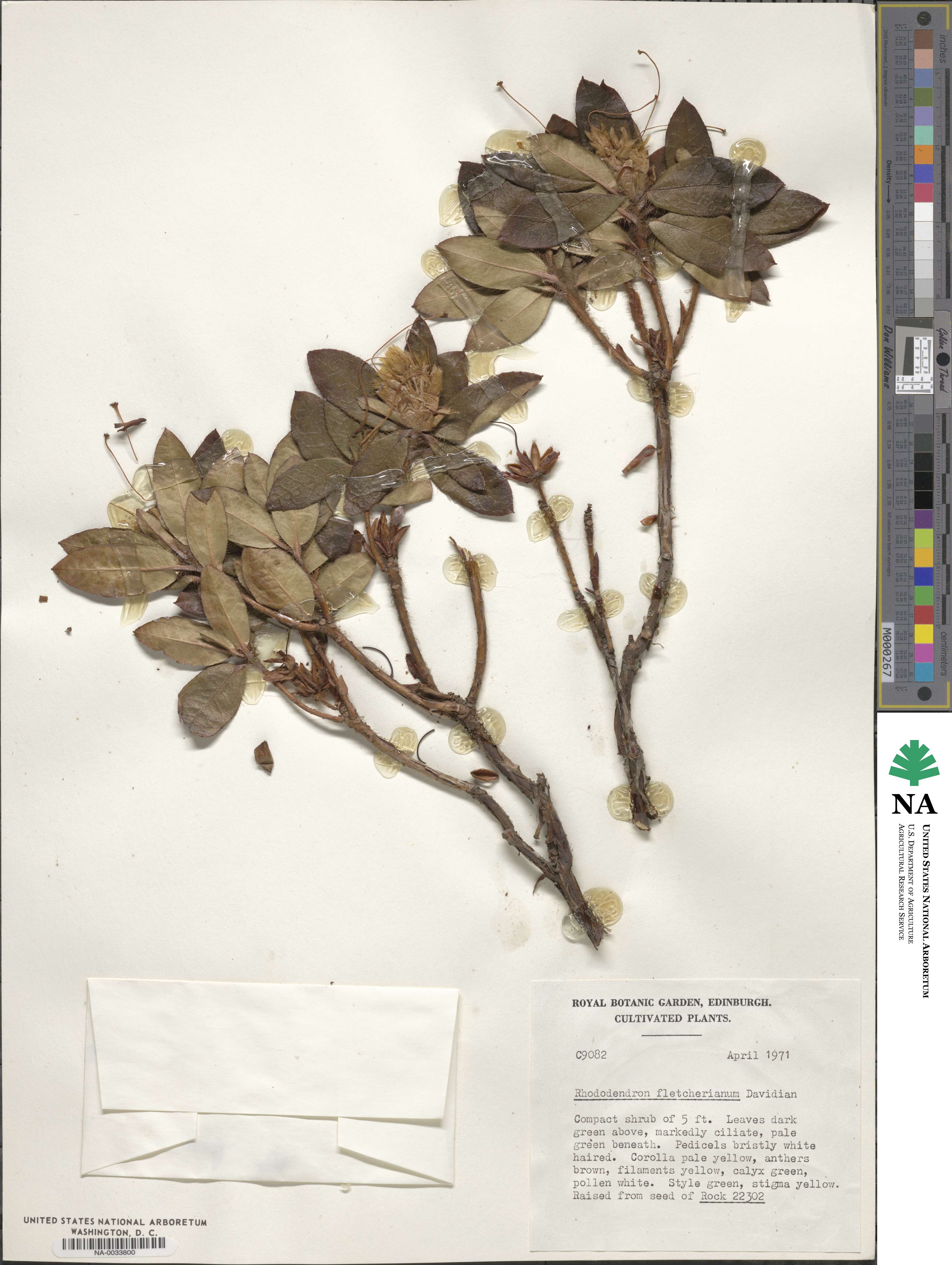 Rhododendron fletcherianum image