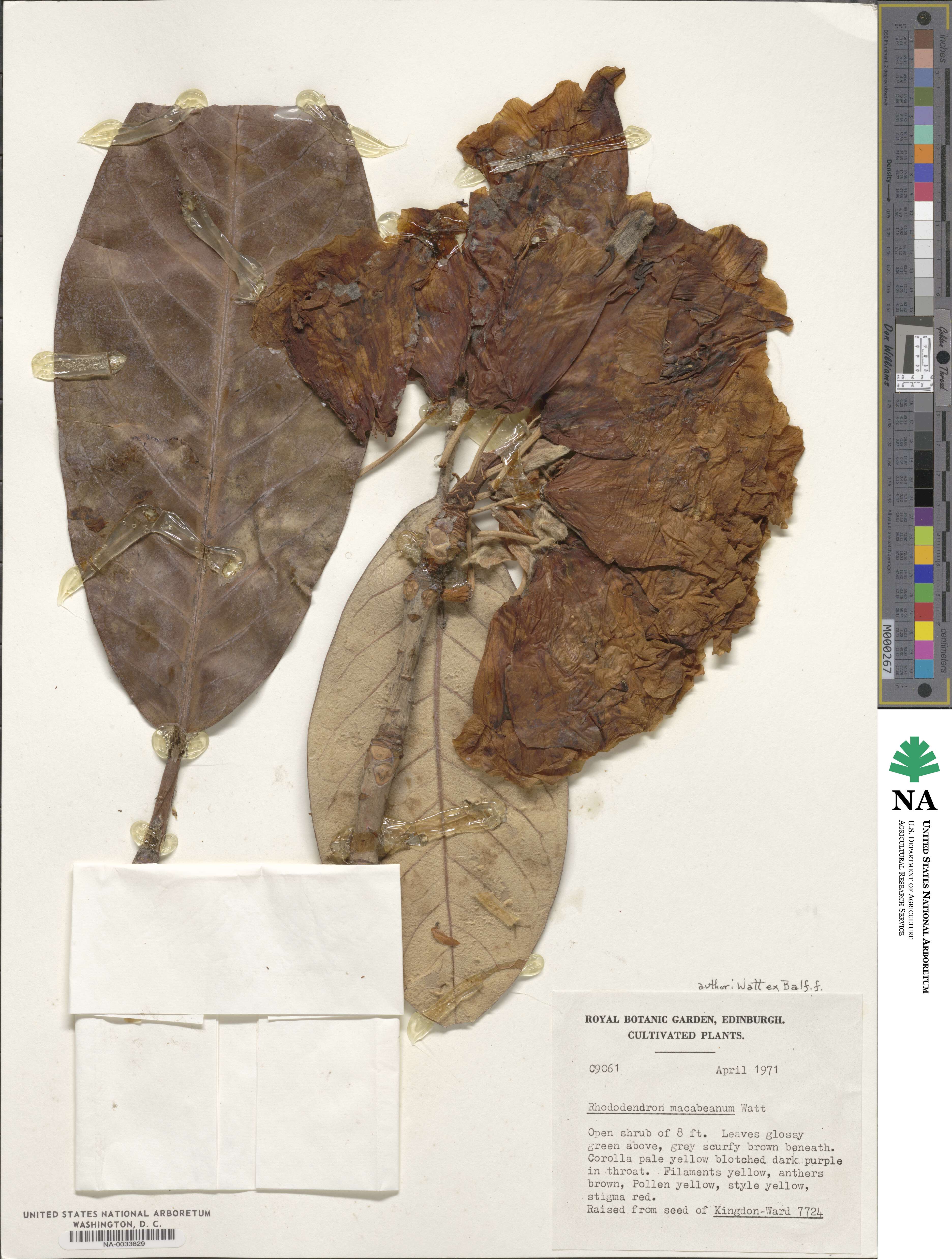 Rhododendron macabeanum image