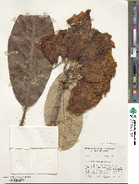 Rhododendron macabeanum image