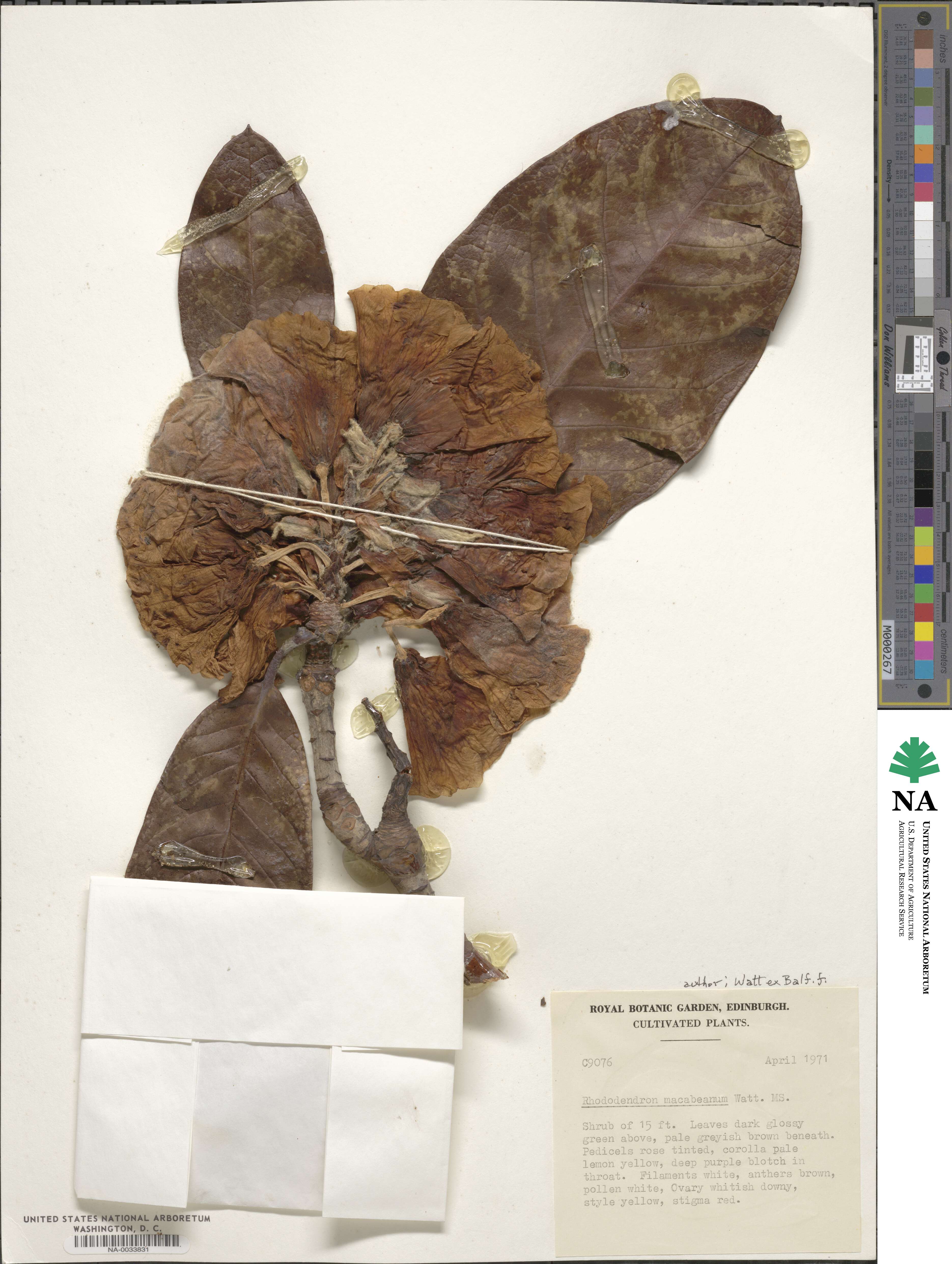 Rhododendron macabeanum image