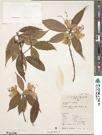 Rhododendron lutescens image