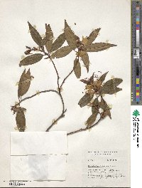 Rhododendron lutescens image