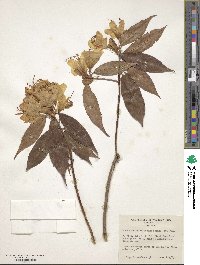 Rhododendron lutescens image