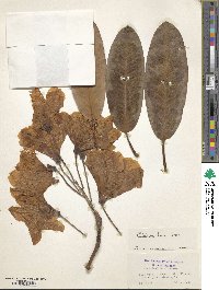 Rhododendron lindleyi image