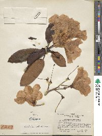 Rhododendron lindleyi image