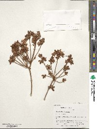 Rhododendron kiusianum image