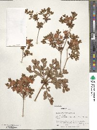 Rhododendron kiusianum image