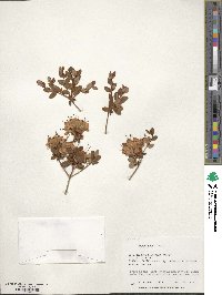 Rhododendron kiusianum image