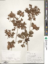 Rhododendron kiusianum image