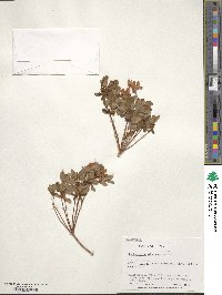 Rhododendron kiusianum image