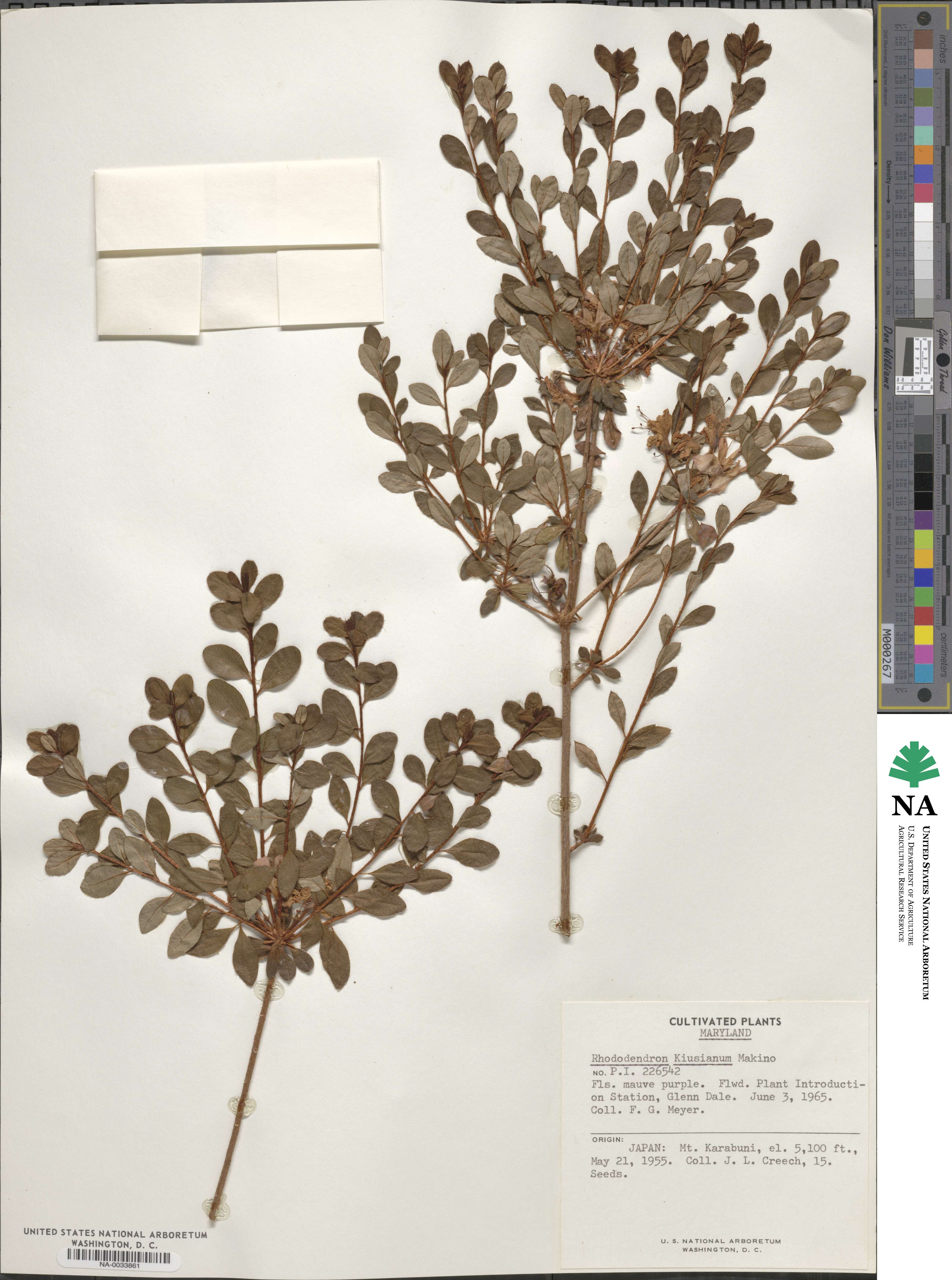 Rhododendron kiusianum image