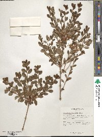 Rhododendron kiusianum image